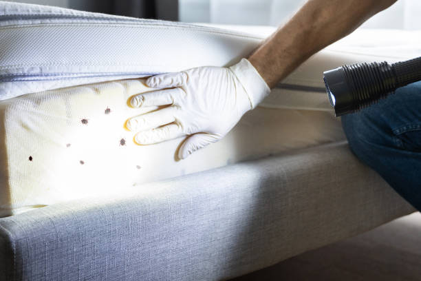Best Insect Control  in Wliamsvle, IL