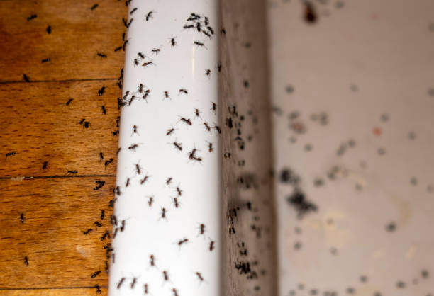 Best Flea Control Services  in Wliamsvle, IL