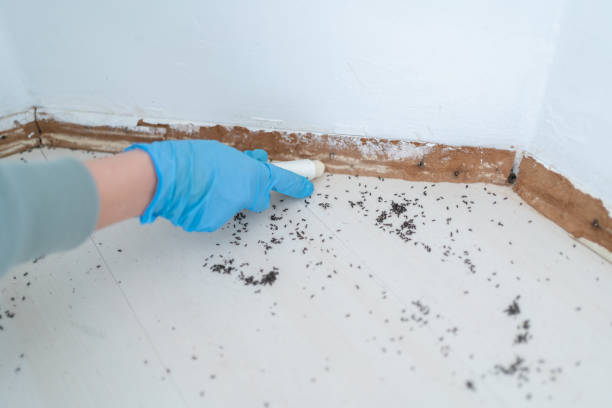 Best Pest Control Near Me  in Wliamsvle, IL